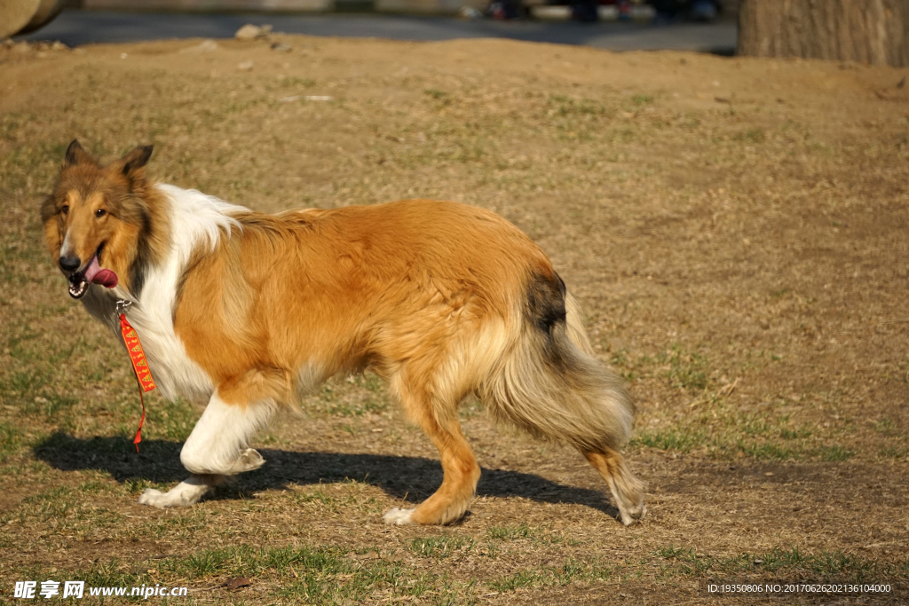 宠物 狗 牧羊犬