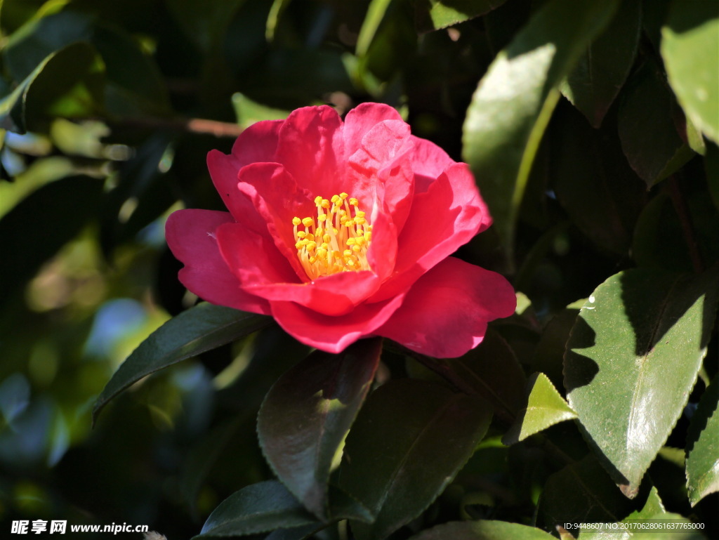 艳丽红茶花图片