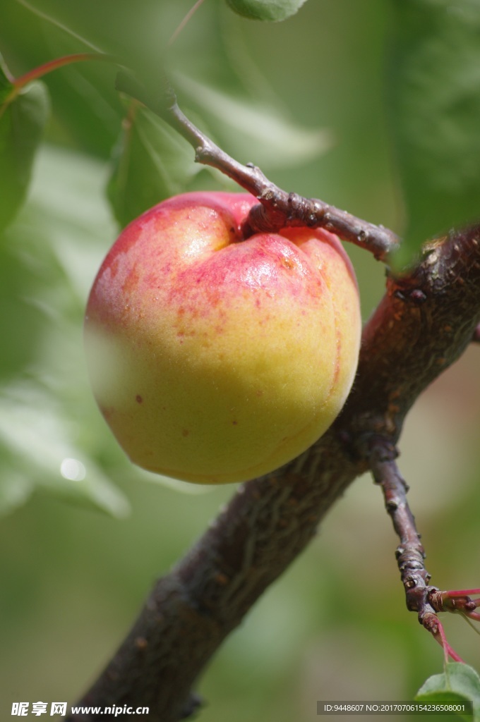 杏子图片