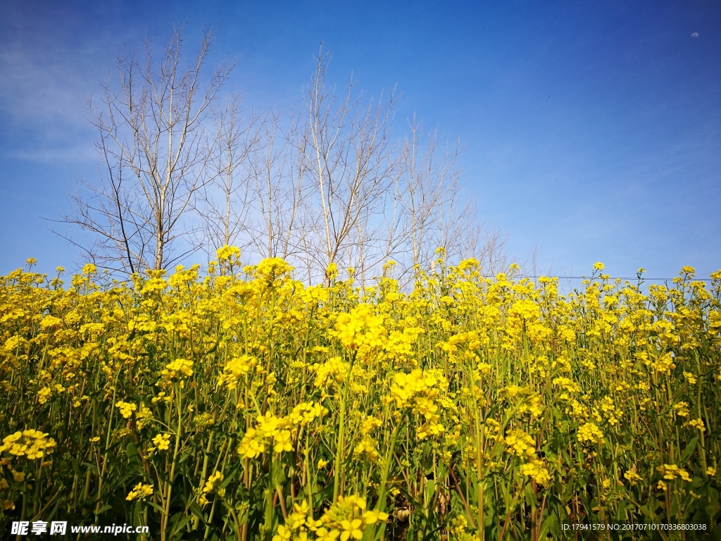 蓝天下的油菜花