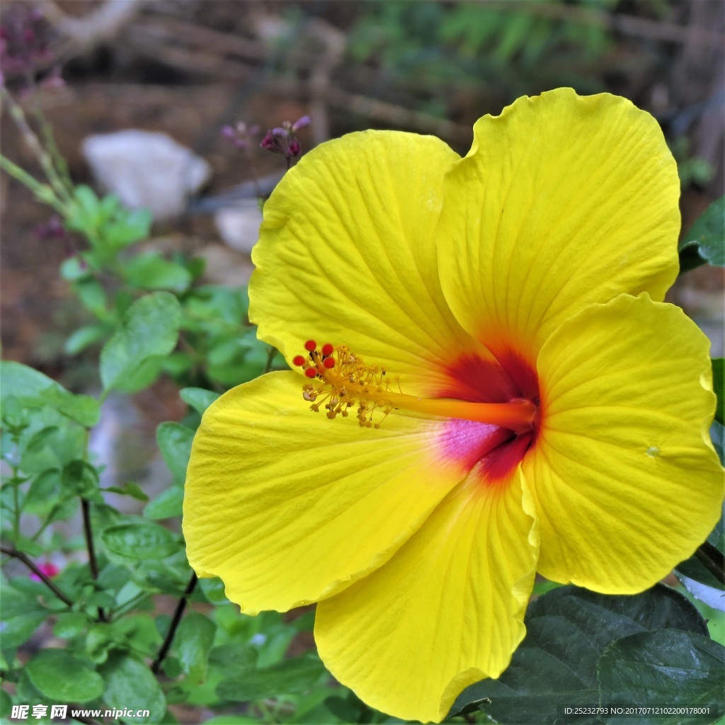 黄色木槿花微距