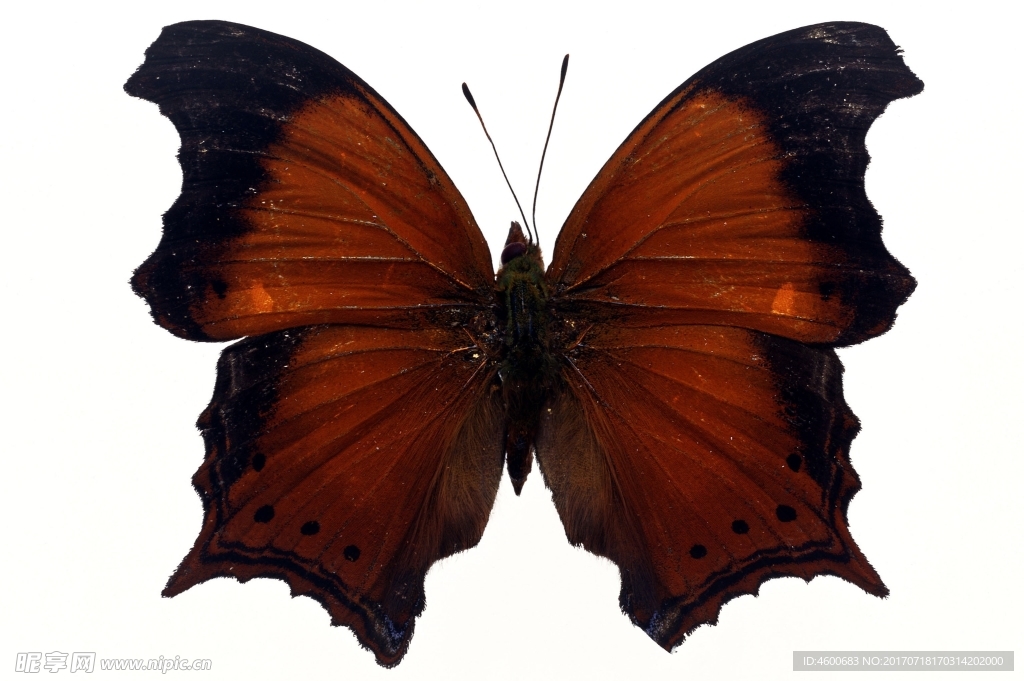 蝴蝶全景 蝴蝶标本 蝴蝶素材