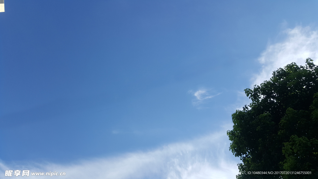 酷爽七月之树梢上的蓝天