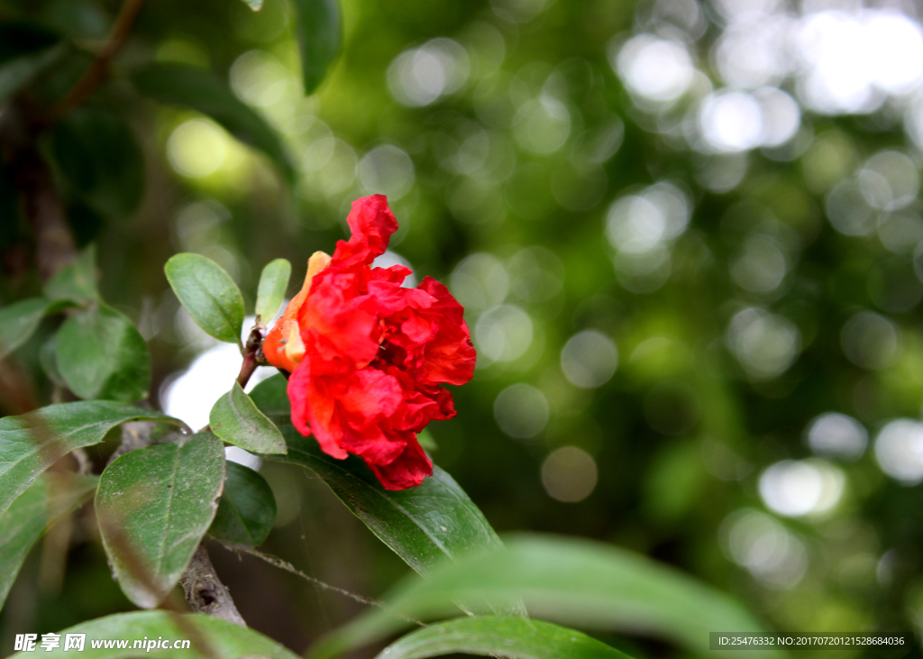 石榴花