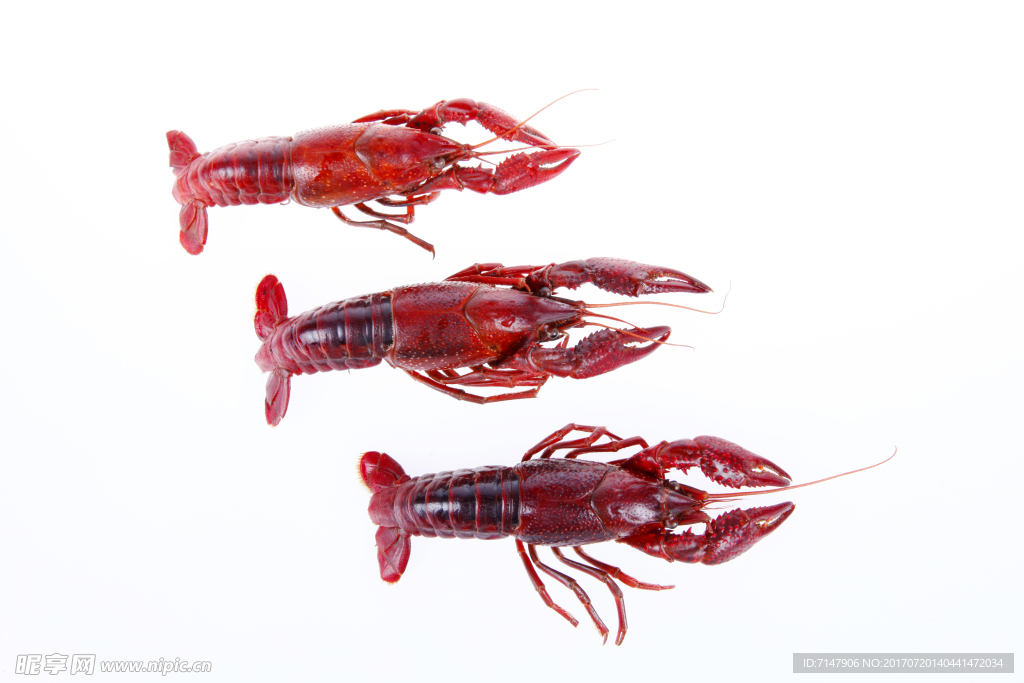 小龙虾高清素材图