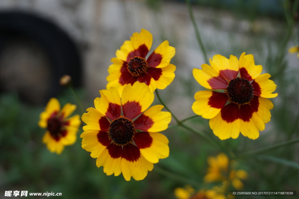 盛开的黑心金光菊