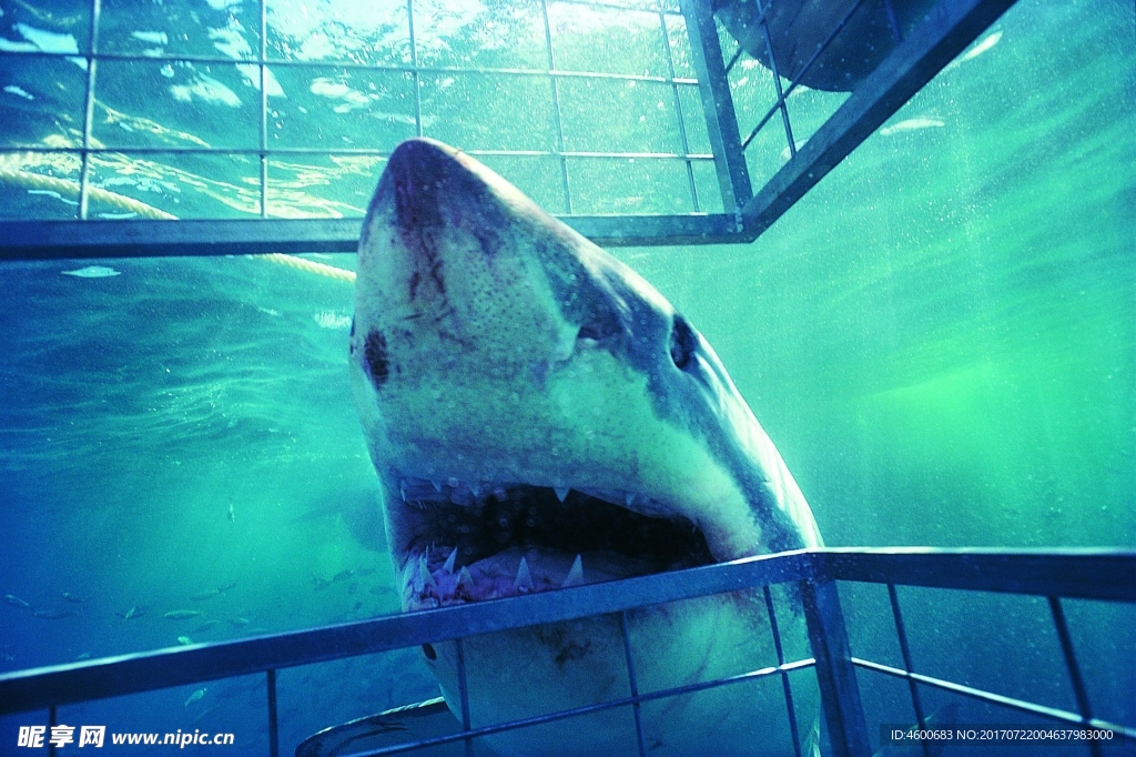 海洋鲨鱼  海洋生物 蓝色海洋