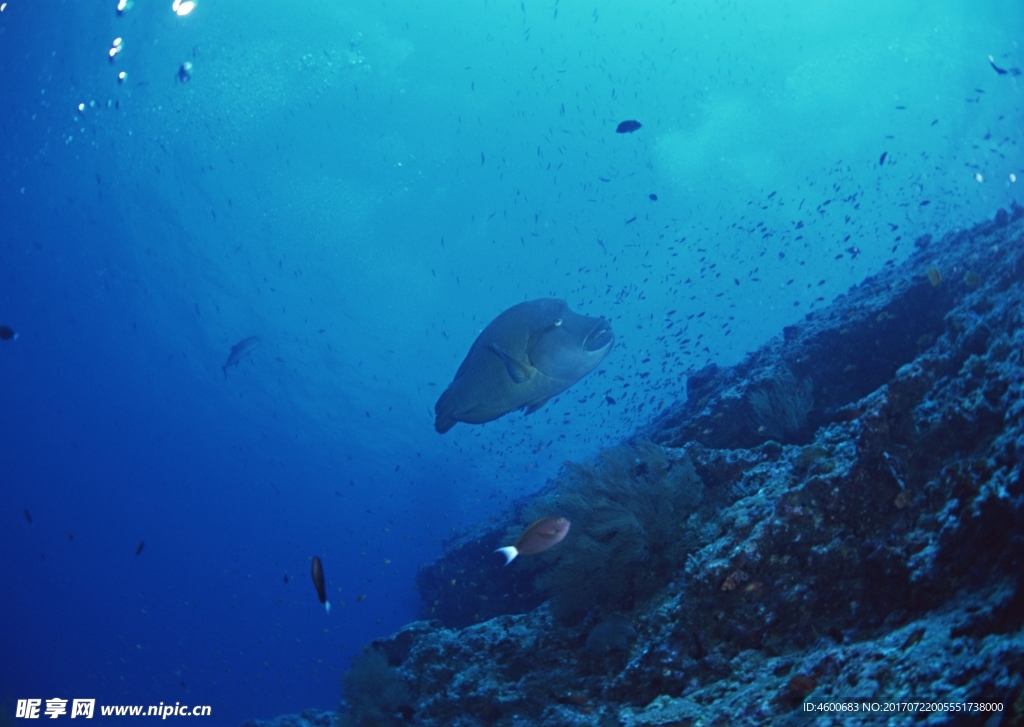 海洋生物 蓝色海洋