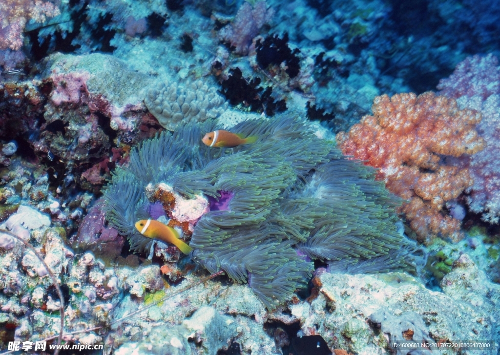 海洋生物   海底鱼类 海水