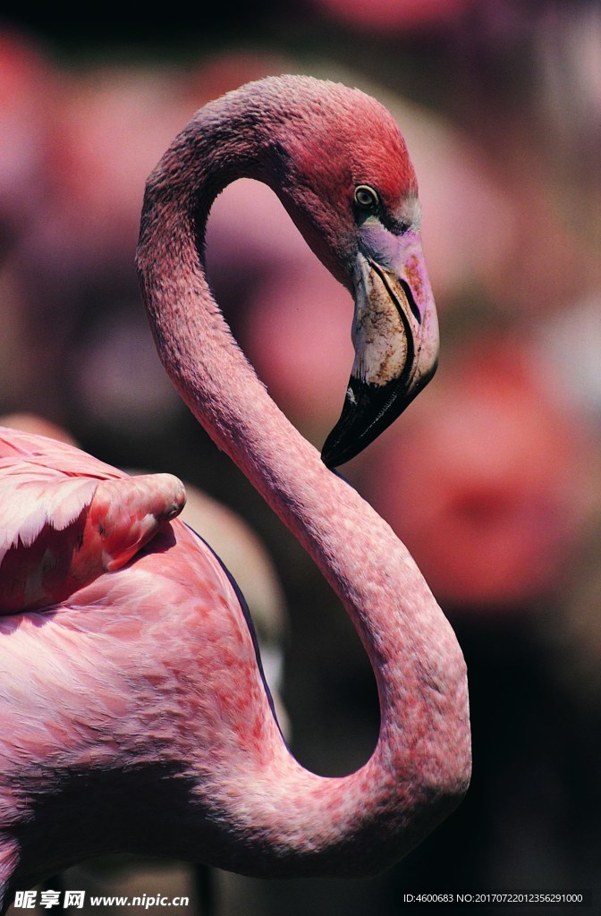 鸟 鸟之百科 鸟类 动物世界