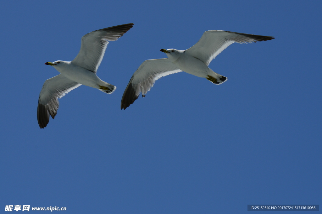 比翼翱翔的海鸥