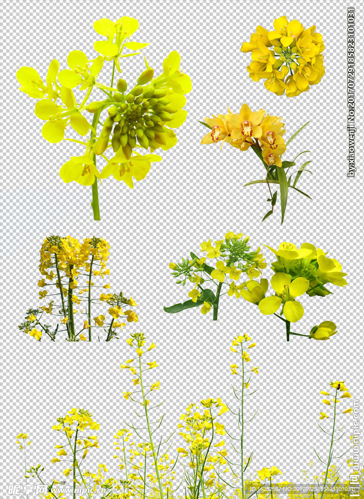 菜花免抠图