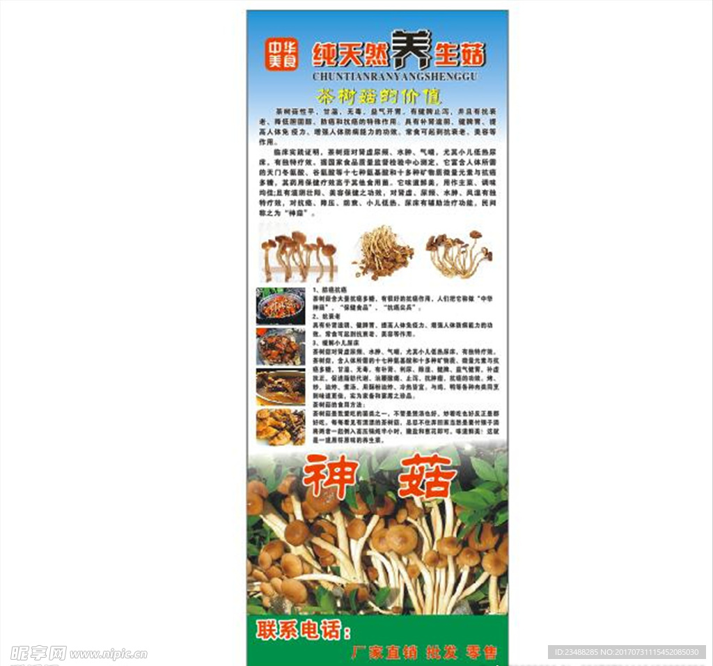 茶树菇宣传介绍展架