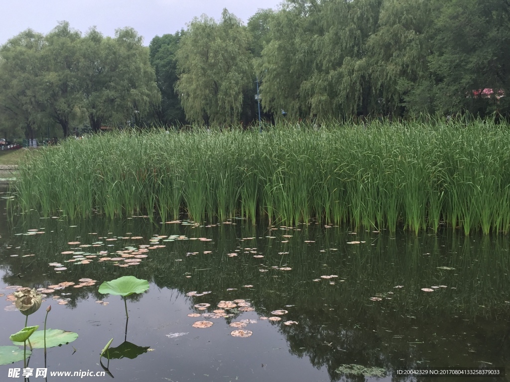 池塘芦苇