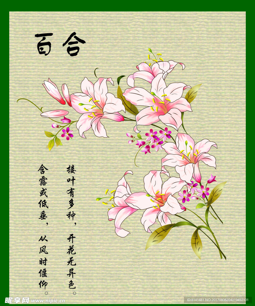 百合花画 矢量百合花