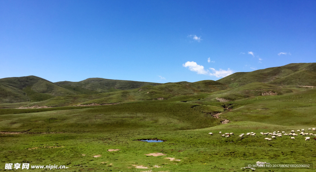 青藏高原红嘴山草场