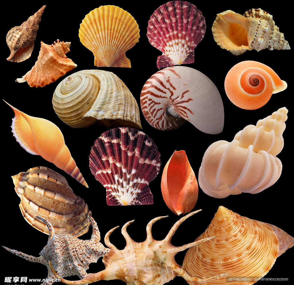 各种海螺超清素材