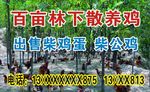 百亩林下散养鸡名片