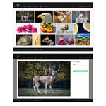 图片展示类网页设计