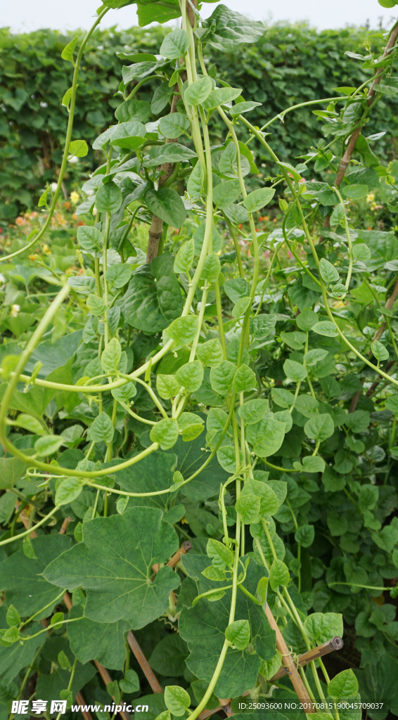 爬满架子的木耳菜藤