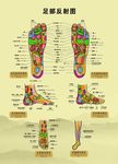 足部反射图