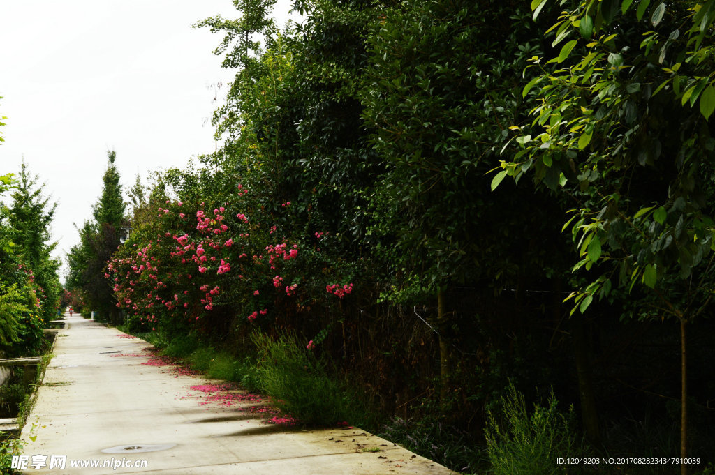 秋雨中的紫薇花