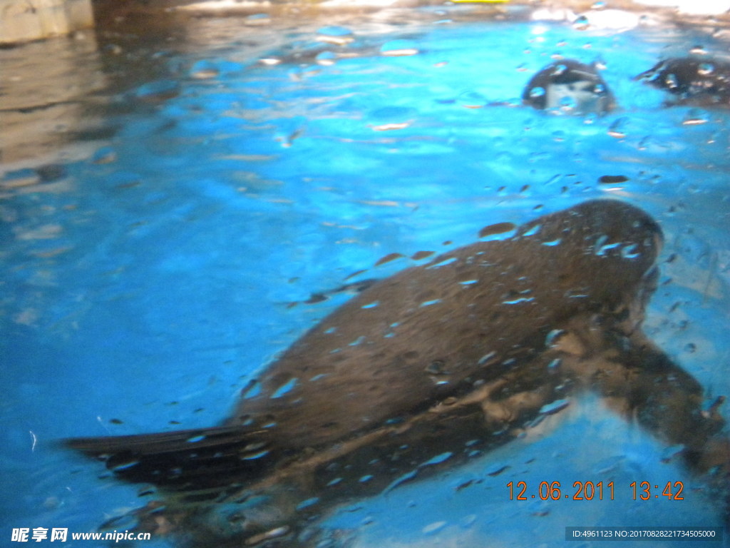 海豚  游泳的海豚