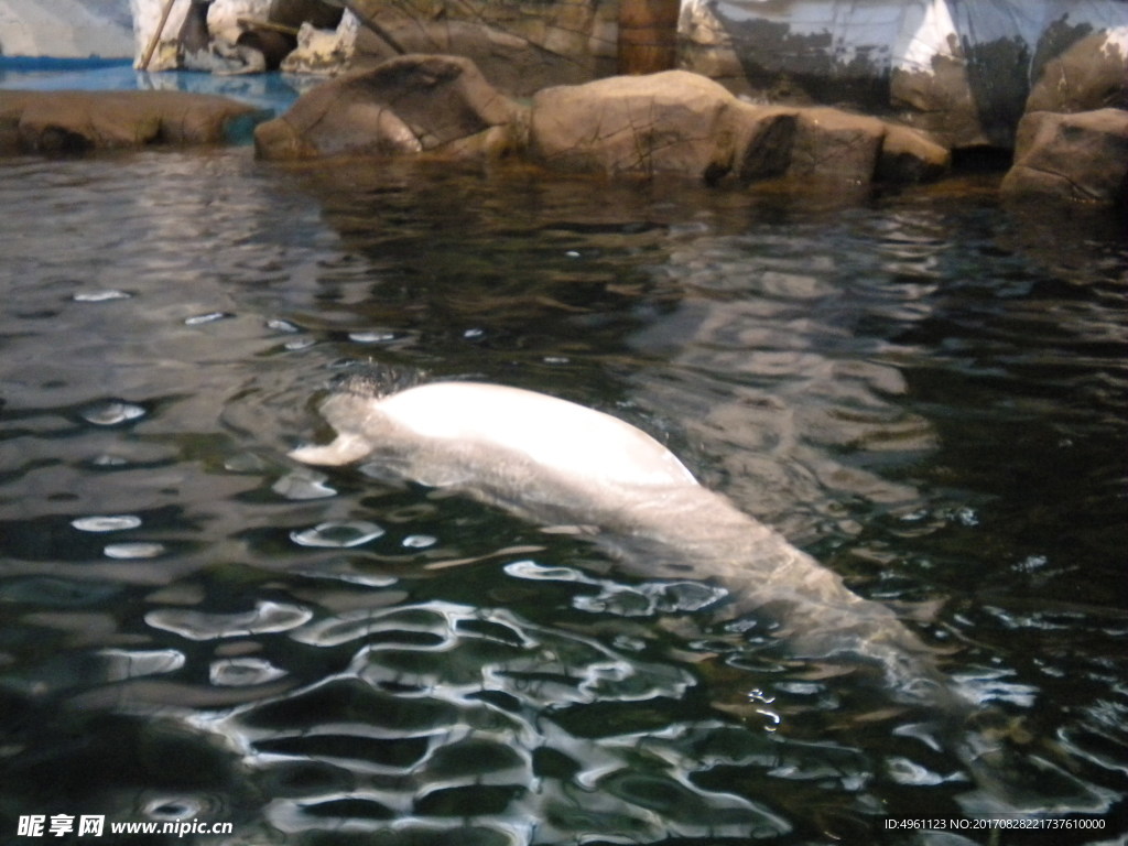白鲸 美丽的白鲸