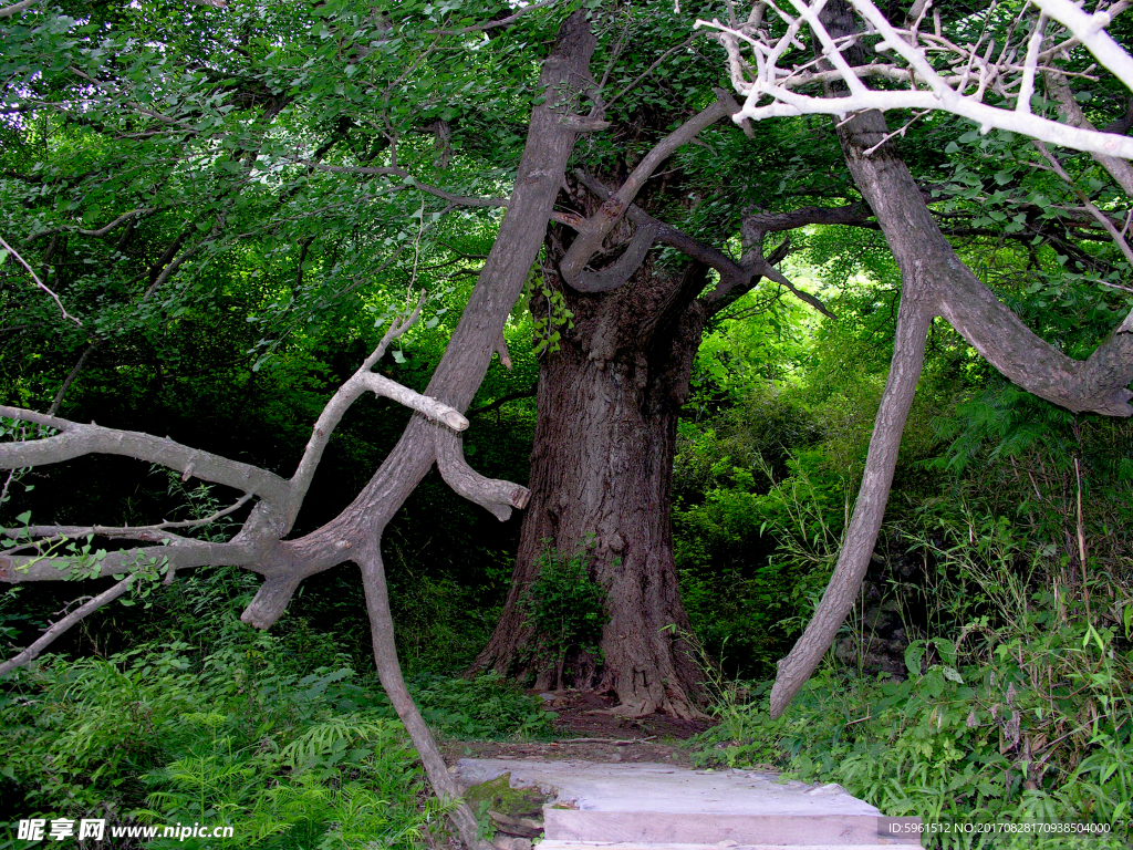 中草药图谱    银杏