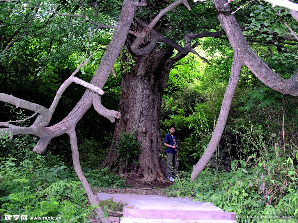 中草药图谱    银杏