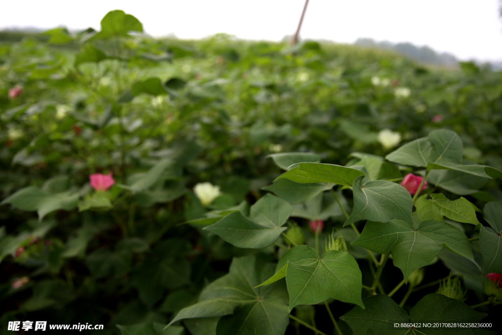 棉花开花