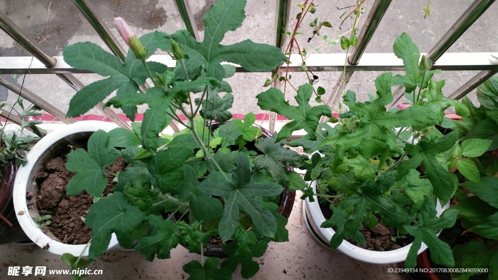 含苞待放 红花叁