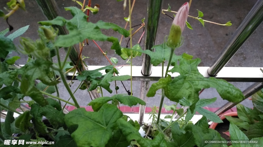 含苞待放 箭叶秋葵