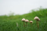 草坪蘑菇