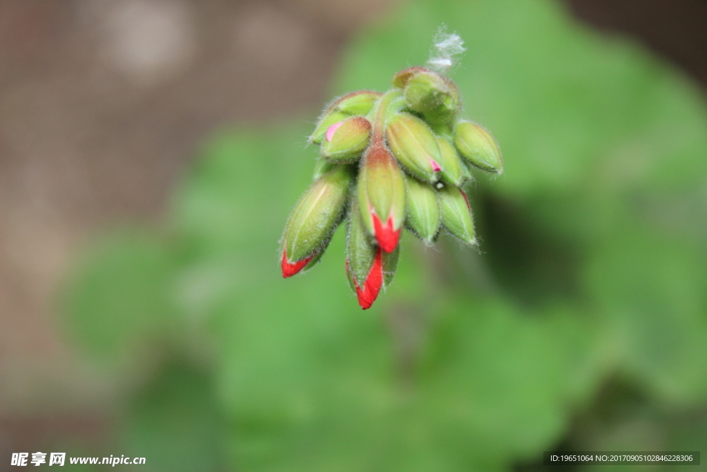 缓解疲劳护眼花蕾