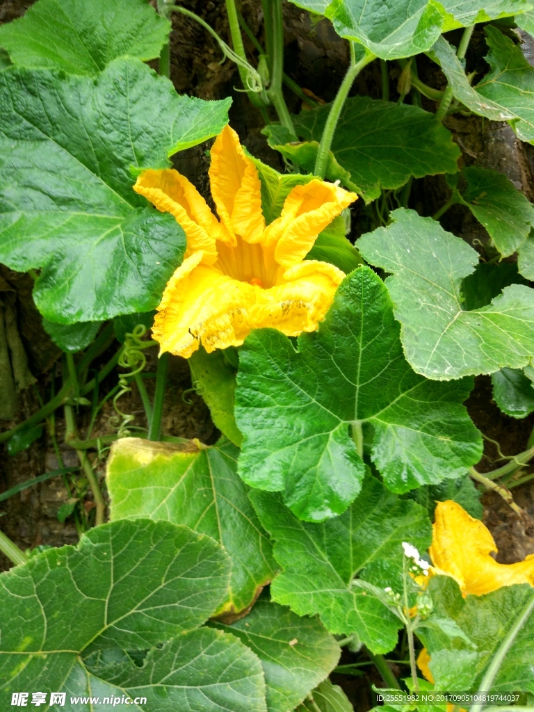 南瓜花