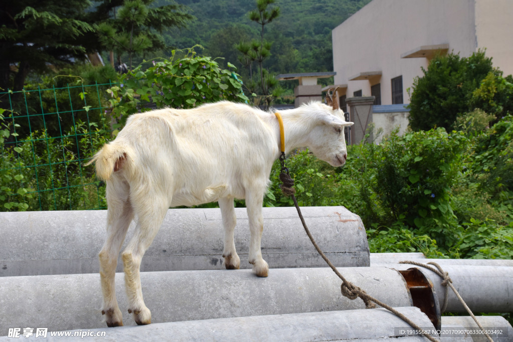 拴住的山羊