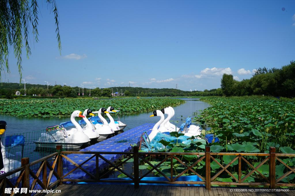 沈阳东陵公园 湖 荷花