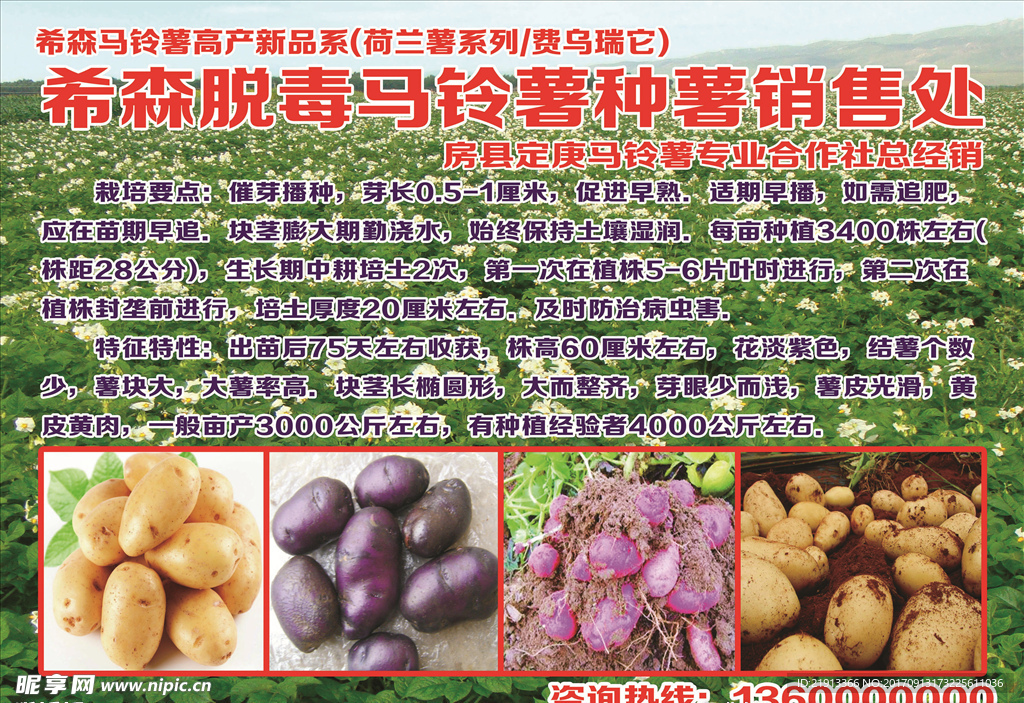 希森脱毒马铃薯种薯广告