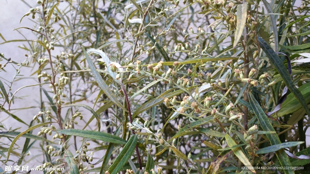 山艾叶花 瞒儿药