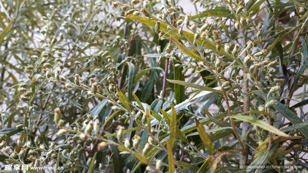 山艾叶花 瞒儿药