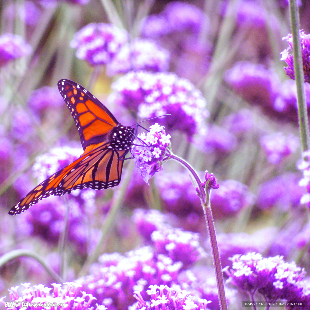 薰衣草蝴蝶