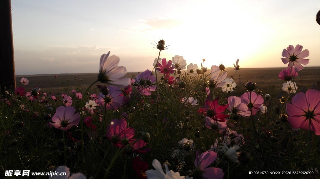 迎风摆动的格桑花