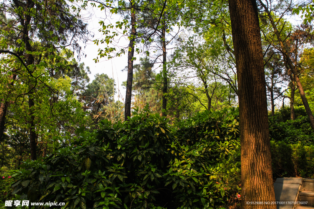 湖南省森林植物园