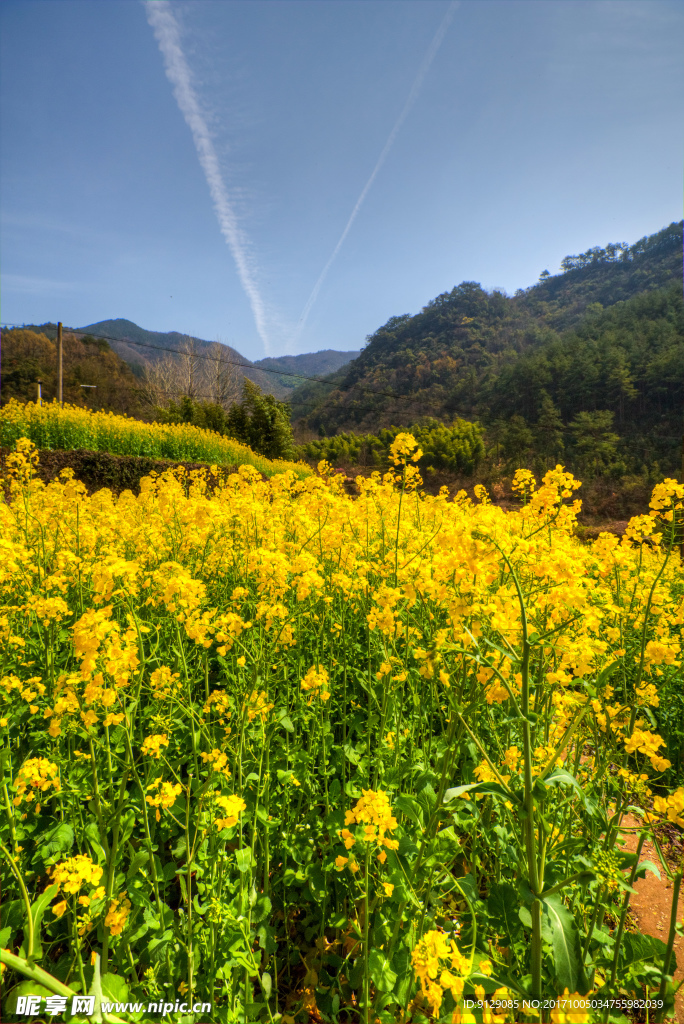 胥岭村油菜花