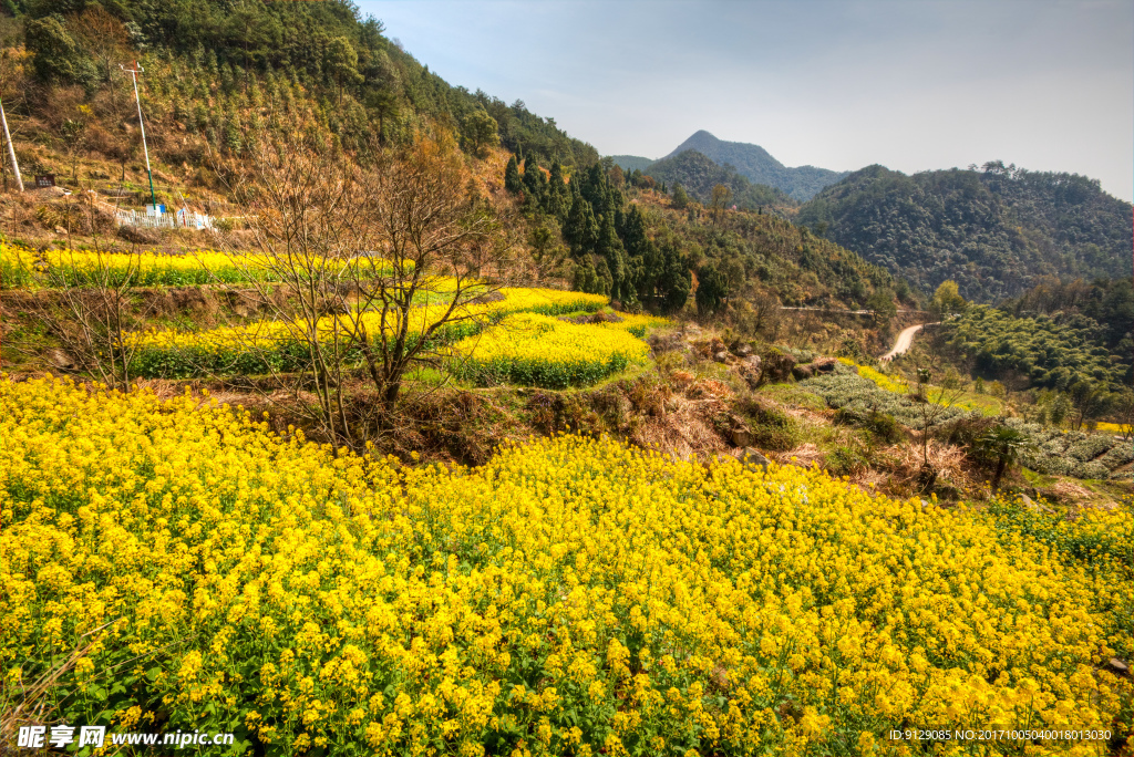 胥岭村油菜花