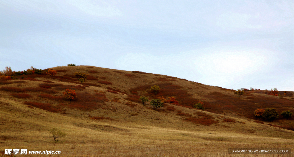 坝上草原风光榛子林