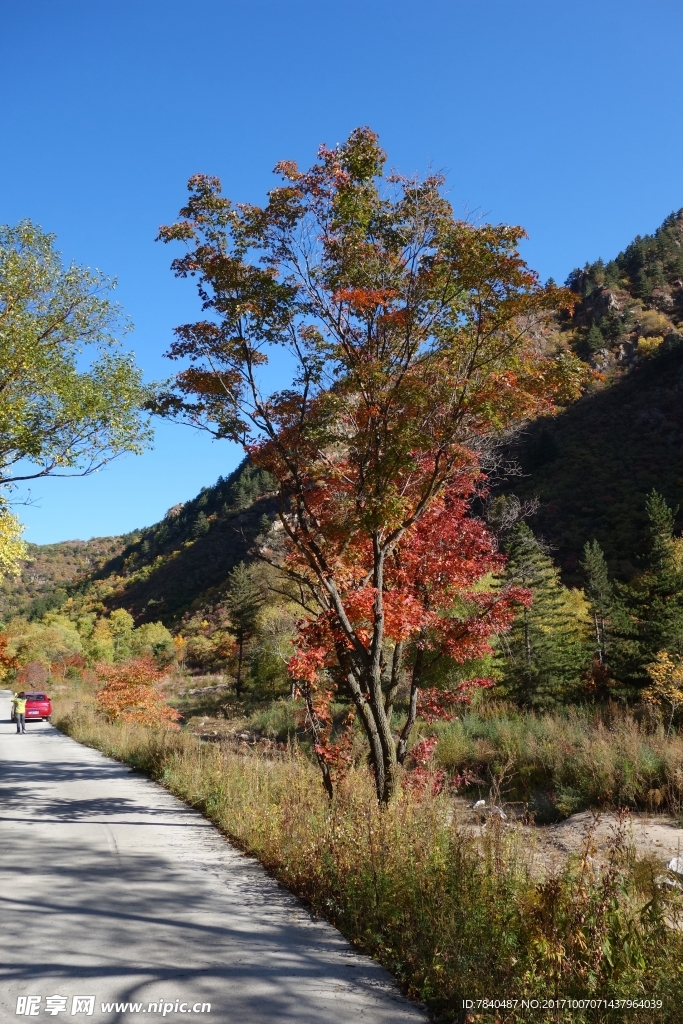 围场坝上五角枫
