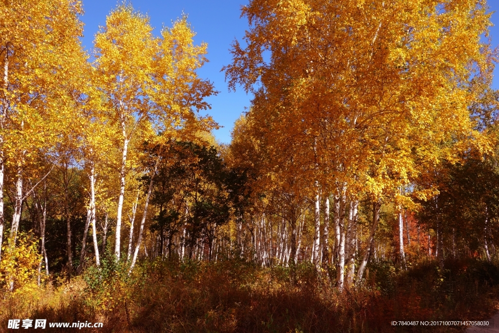 坝上风光白桦林