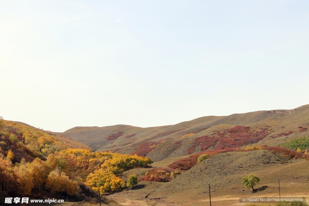 坝上白桦与榛子林